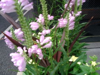 ԥ󥯤β֡20110903120840.JPG