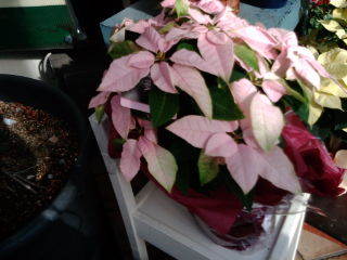 20101215120955.jpg
