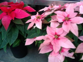 20111209152649.jpg
