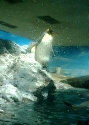 penguin.jpg